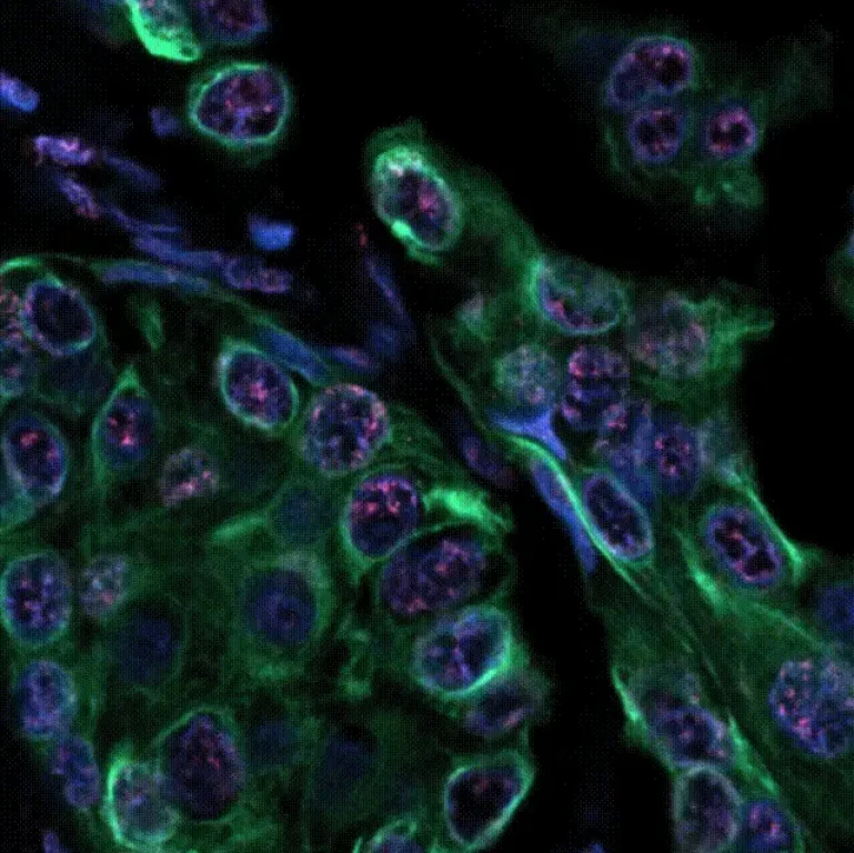 DNA-Damage-Response-Functional-Assays (2)